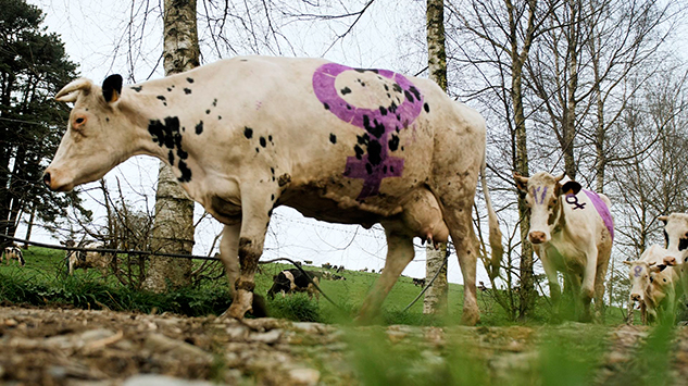 Vacas de Xanceda manifestándose por la igualdad de las mujeres